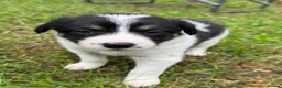 Border Collie dogs for sale: 4 Border Collie Puppies (2m/2f) in Dorchester - Advert 3