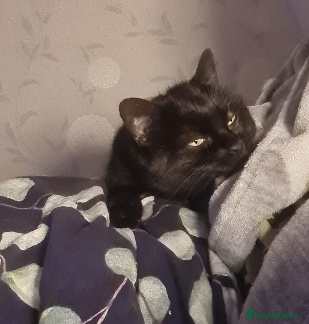 Domestic Shorthair cats for sale: Male and females available - Image 6