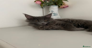 Maine Coon cats - Advert 1