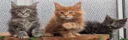 Maine Coon cats for sale: Adorable Maine coon kittens  - Advert 23
