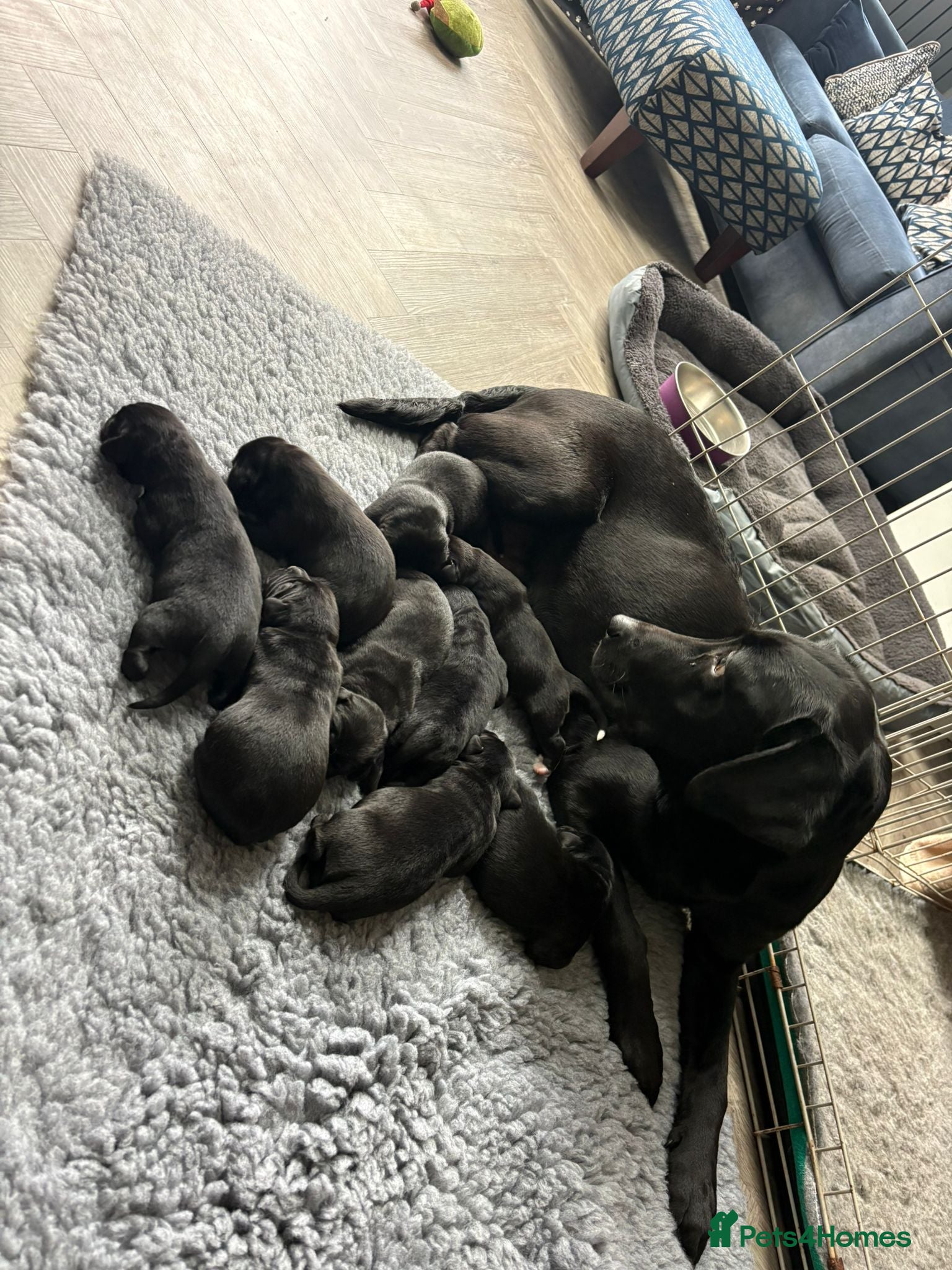 Mixed Breed dogs Labernese F1 Puppies - Advert 1