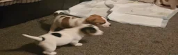 Jack Russell dogs for sale: Mini jack russel pups ready 13 june deposit secure - Advert 6