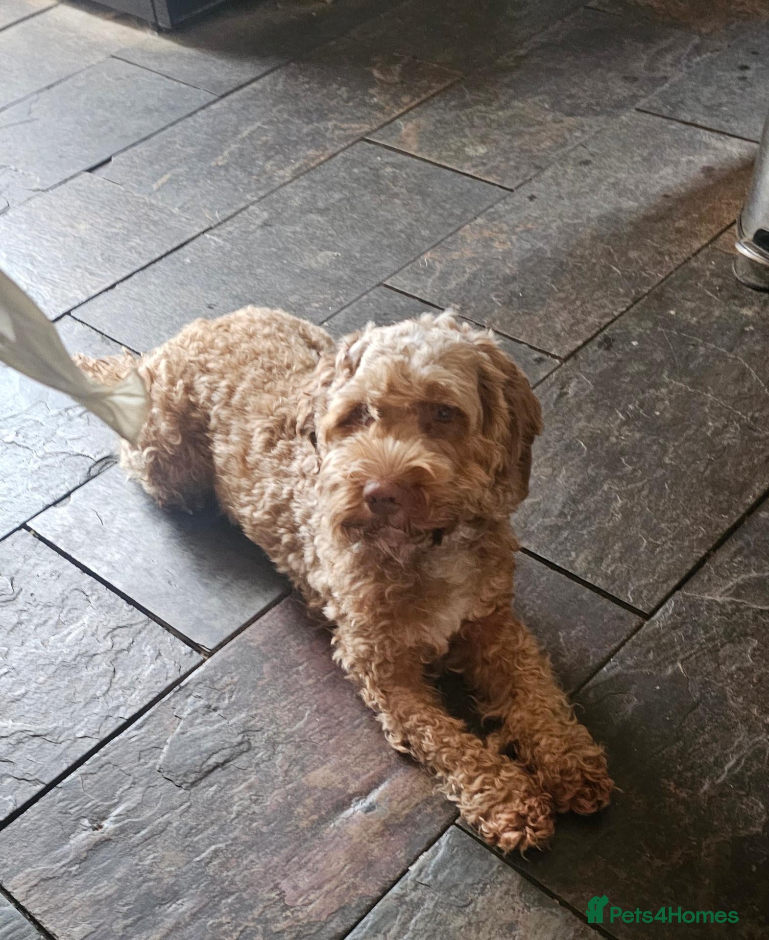 Cockapoo dogs Rehome 3 Yr old Cockapoo girl - Advert 1