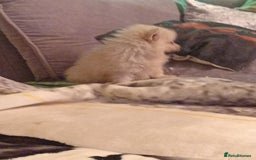 Pomeranian dogs for sale: Butiful Pomeranians - Advert 7