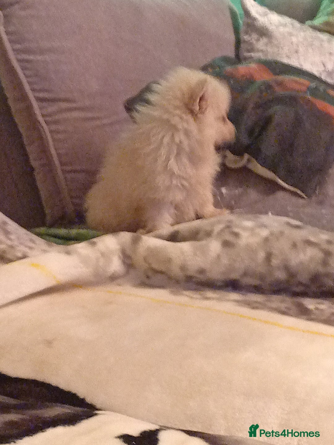 Pomeranian dogs for sale: Butiful Pomeranians - Advert 7