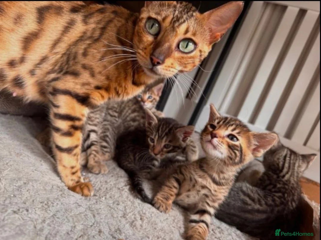 Bengal cats for sale: Bengal mix Kittens - Advert 1