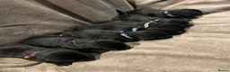 Springador dogs for sale: Springador pups - Advert 6