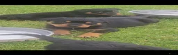 Rottweiler dogs for sale: GORGEOUS ROTTWEILLER PUPPIES - Advert 8
