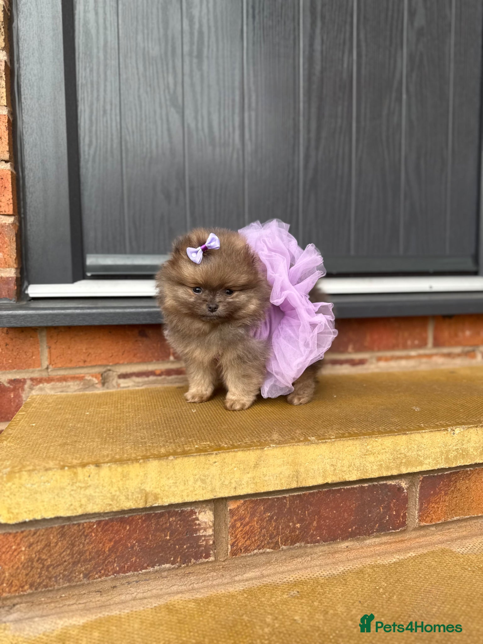 Pomeranian dogs Unique Blue and tan girl 💖 - Advert 3