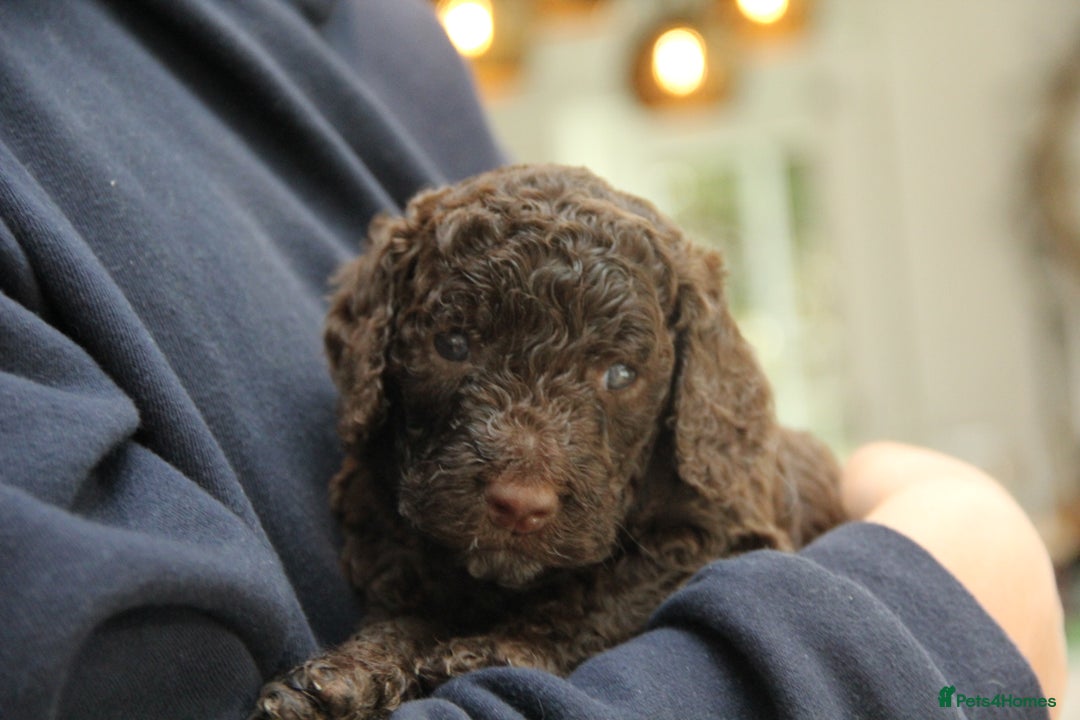 Mixed Breed dogs for sale: Cockapoo - Bernedoodle Pups - Image 8