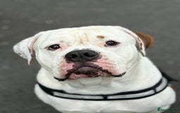 American Bulldog dogs for sale: American bulldog - Image 3
