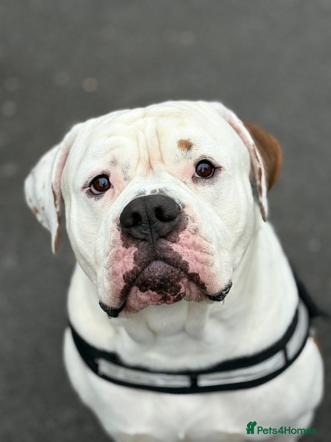 American Bulldog dogs for sale: American bulldog - Image 3
