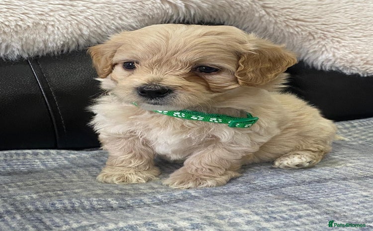 Maltipoo dogs - Advert 11