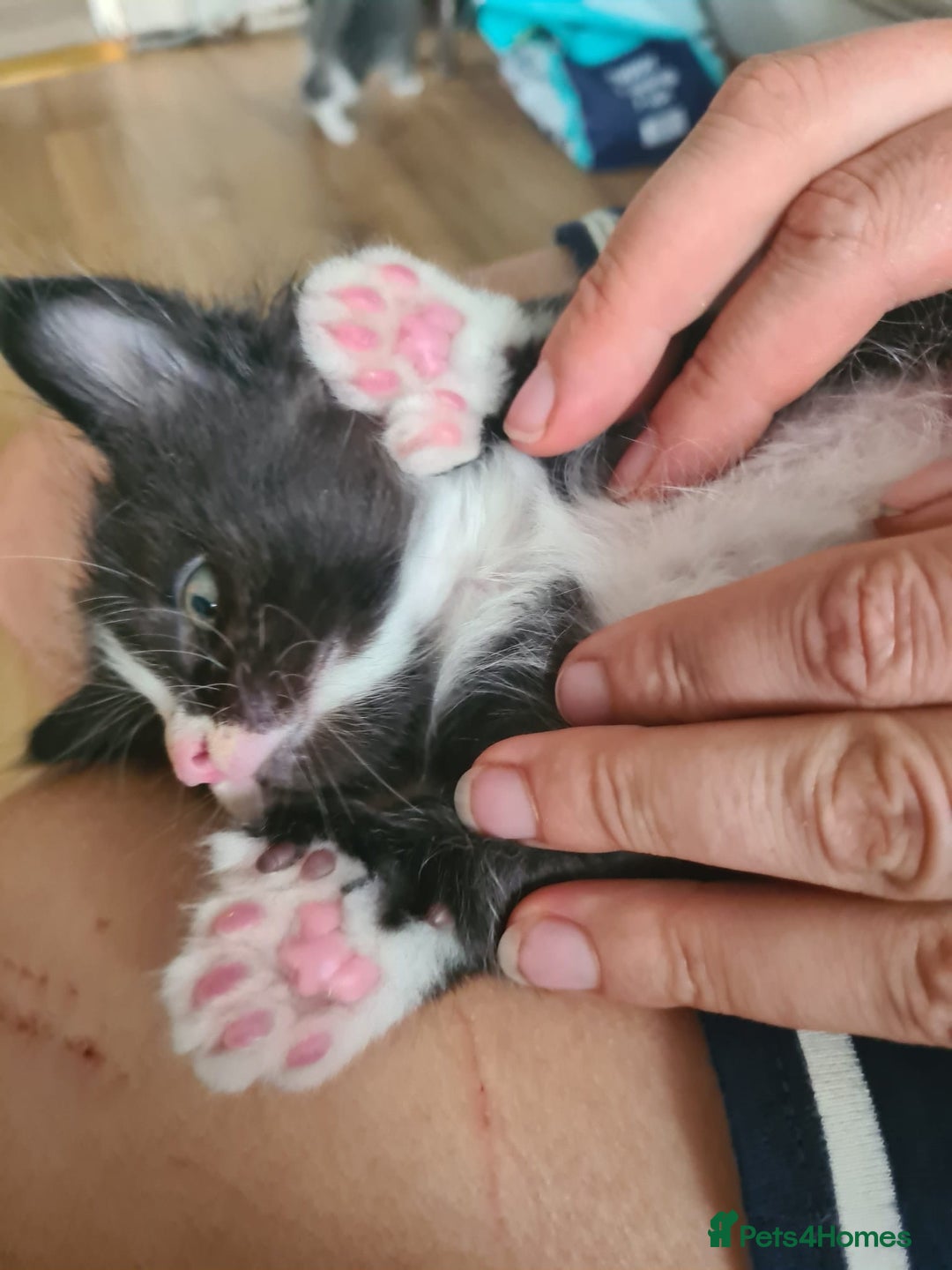 Maine Coon cats for sale: TICA registered large MaineCoon polydactyl kittens - Image 14