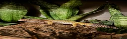 Leopard Gecko reptiles for sale: 🦎 Leopard Gecko & Full Bioactive Vivarium Setup   in Tain - Advert 1