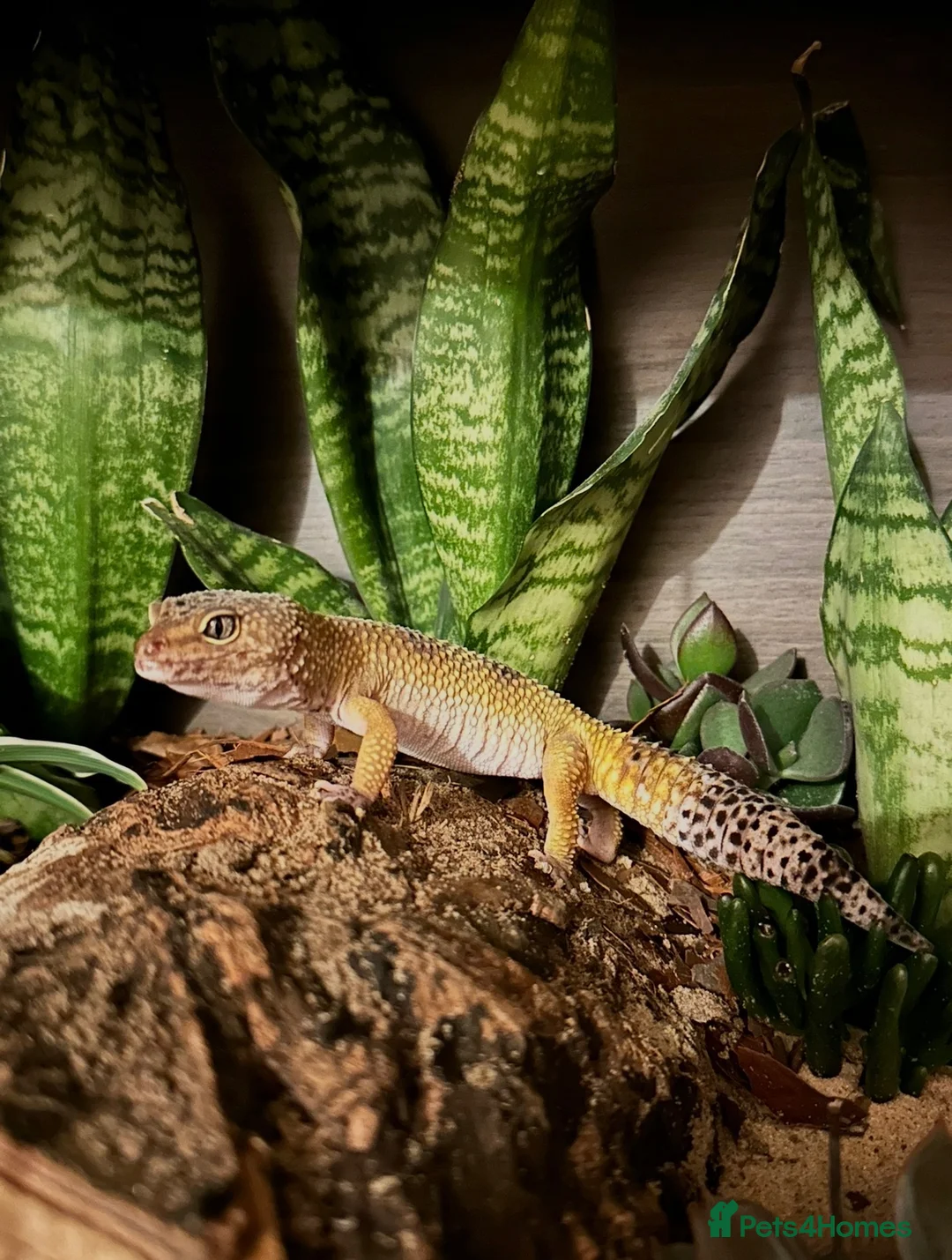 Leopard Gecko reptiles for sale: 🦎 Leopard Gecko & Full Bioactive Vivarium Setup   in Tain - Advert 1