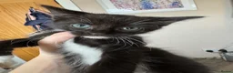 Mixed Breed cats for sale: Kittens READY! Sphynx cross - Advert 17