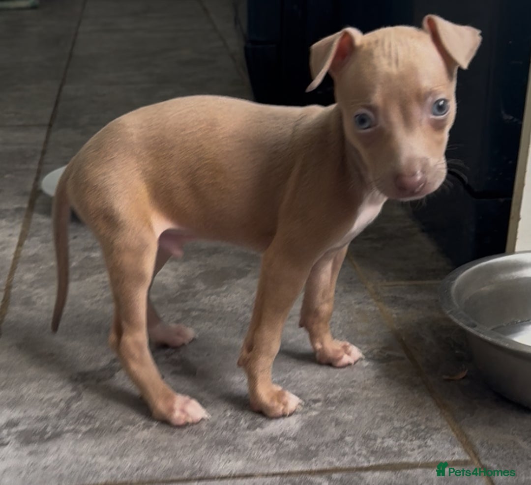 Italian Greyhound dogs for sale: KC registered Italian Greyhounds  - Image 8