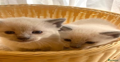 Siamese cats - Advert 8