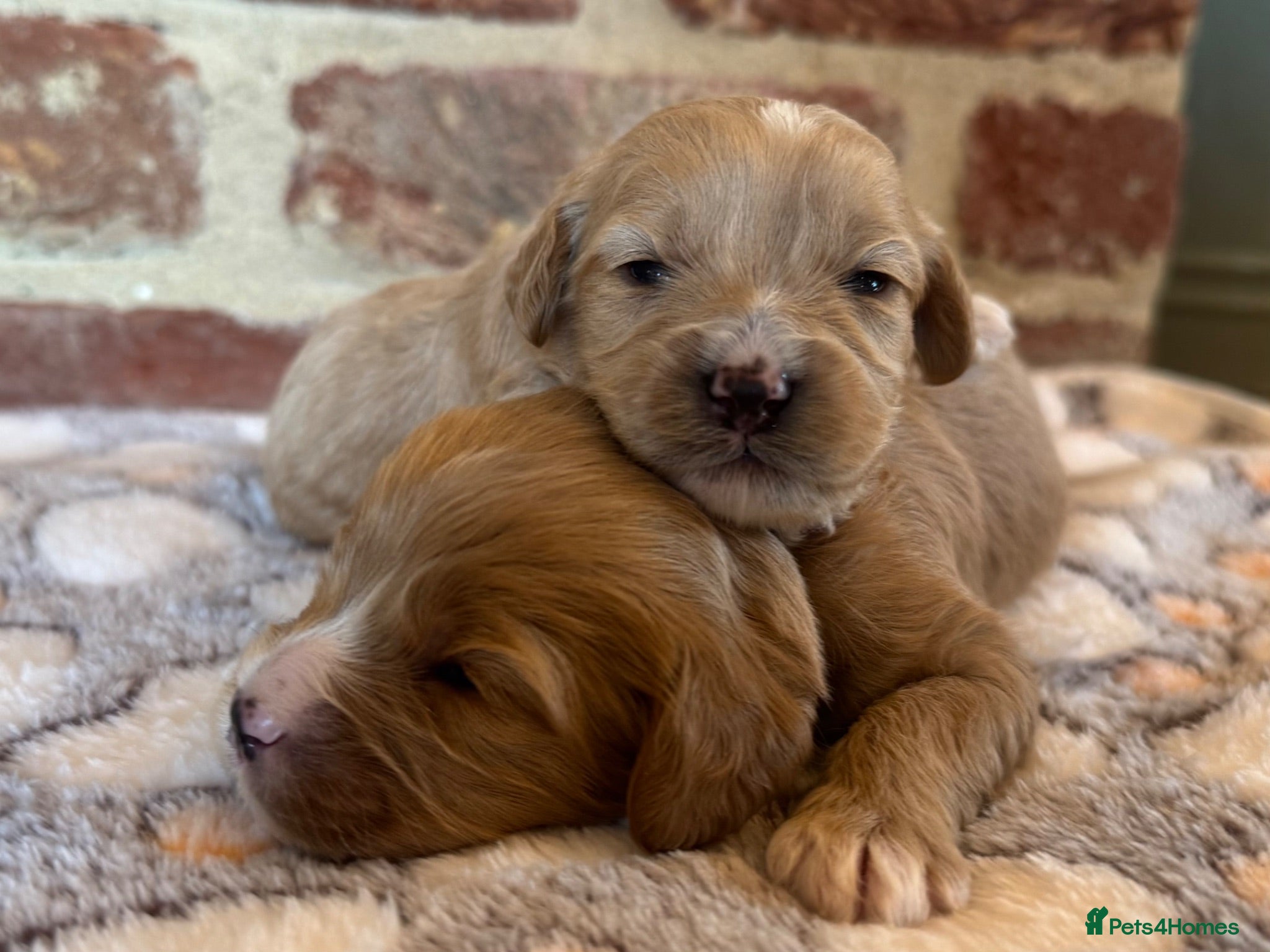 Cavapoo dogs F1 cavapoo males 💙💚 - Advert 1