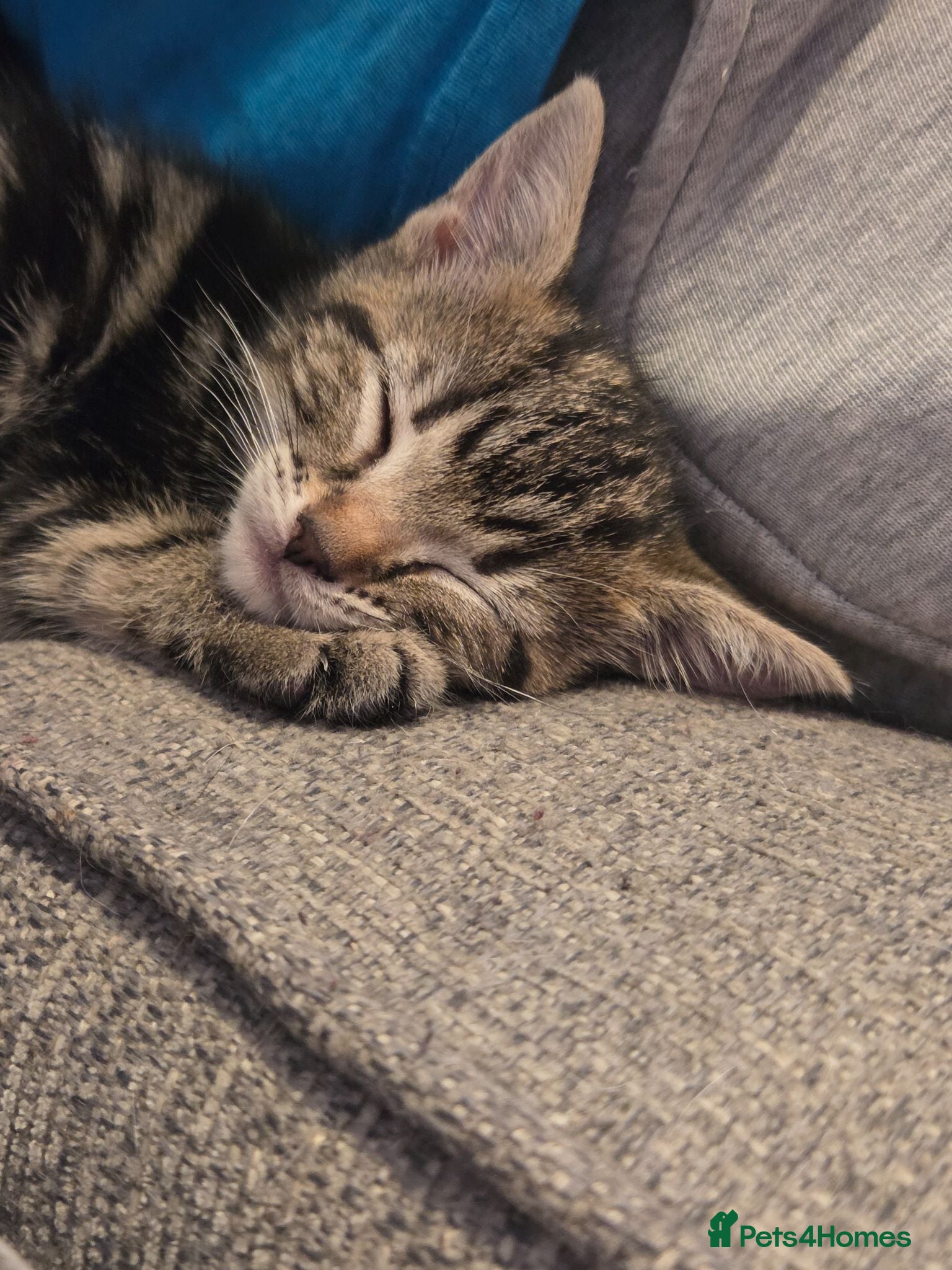 Mixed Breed cats Beautiful kittens - Advert 1
