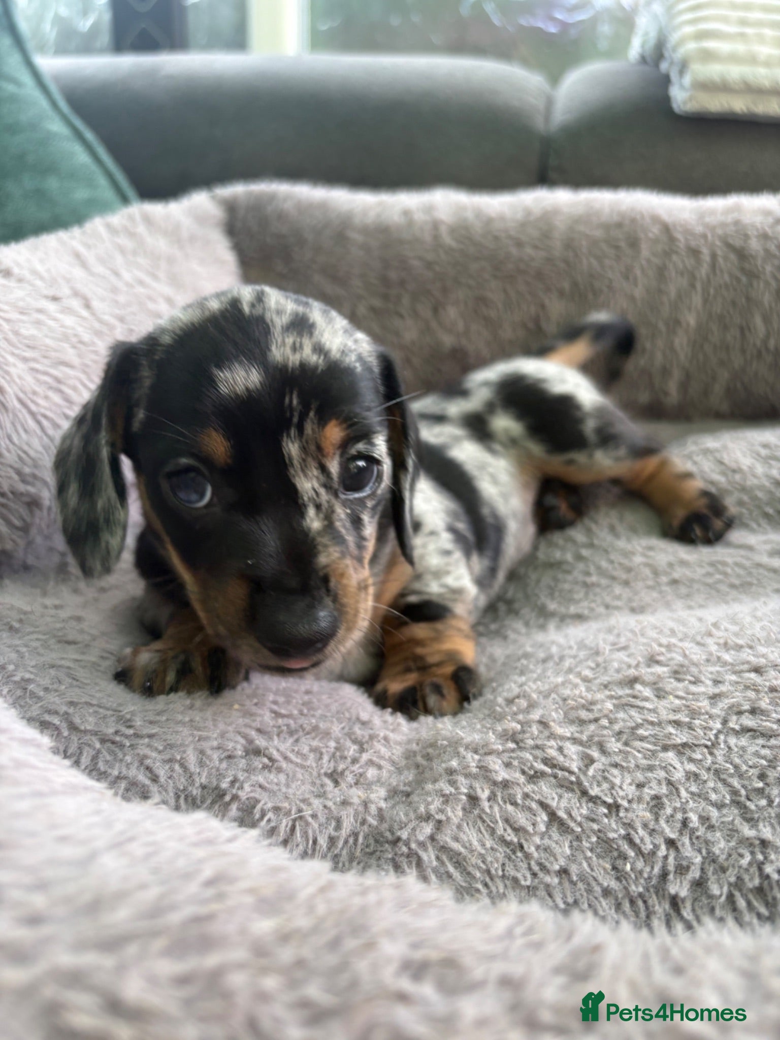 Miniature Dachshund dogs 1 dapple miniature dachshund left ♥️ - Advert 1