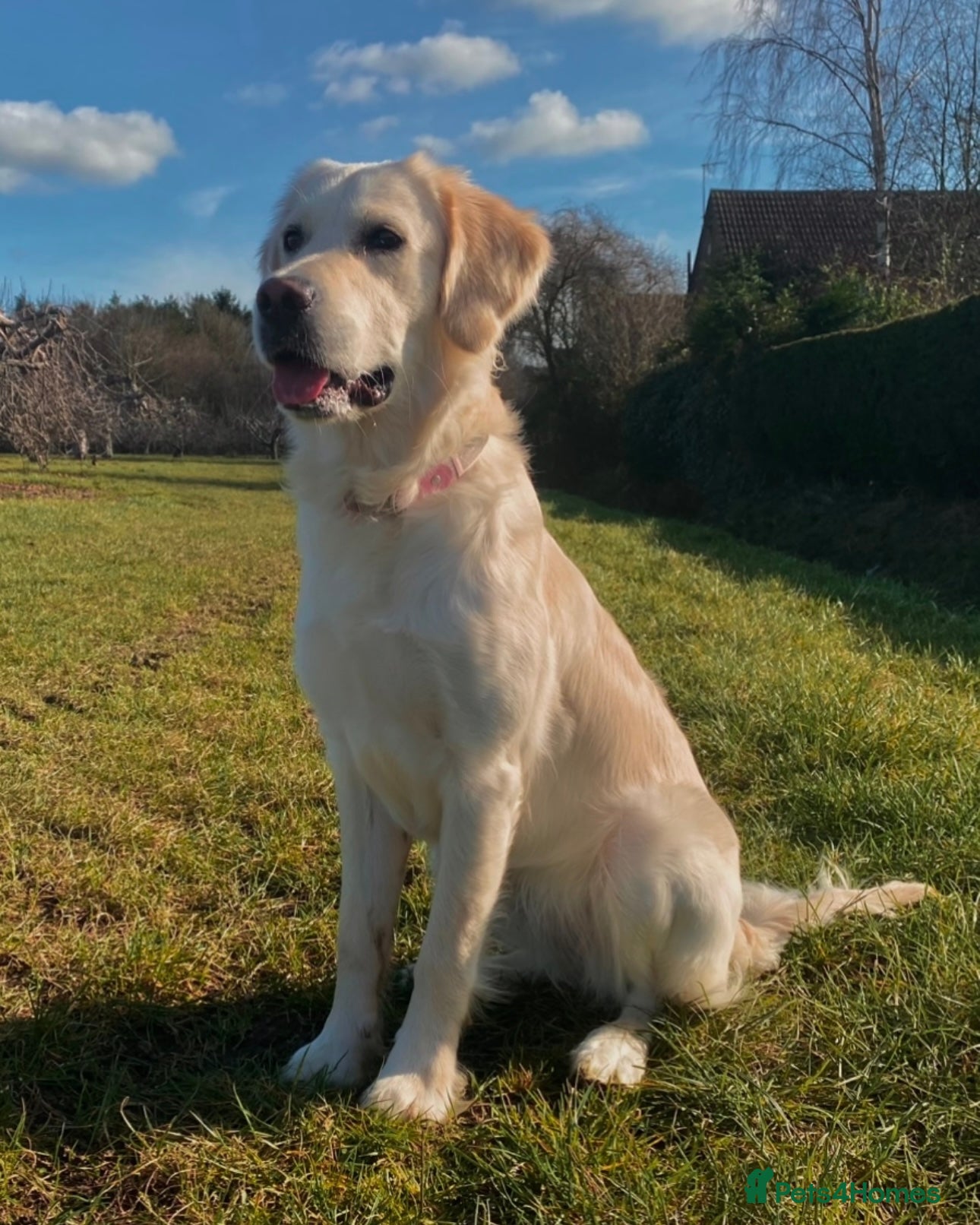 Mixed Breed dogs Golden retriever x Alaskan chow pups coming soon🐾 - Advert 10
