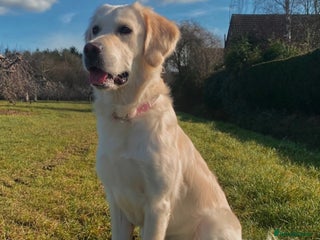 Mixed Breed dogs - Advert 13