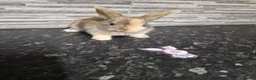 Harlequin rabbits for sale: Harlequin lion lop rabbits - Advert 21