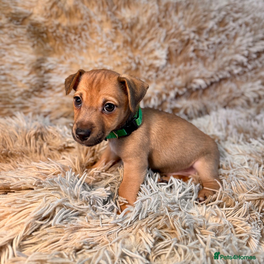 Jack Russell dogs for sale: Miniature Jack Russell Much Wenlock Puppies - Advert 1