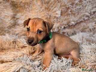 Jack Russell dogs Miniature Jack Russell Much Wenlock Puppies - Advert 4
