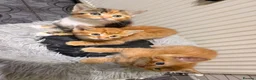 Mixed Breed cats for sale: 3 GORGEOUS KITTENS - Advert 2