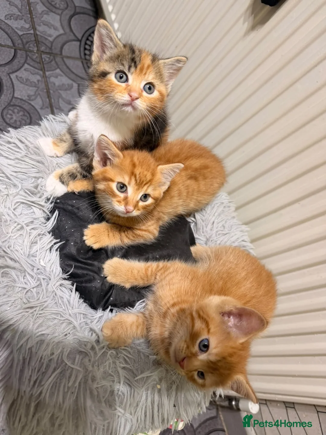 Mixed Breed cats for sale: 3 GORGEOUS KITTENS - Advert 2