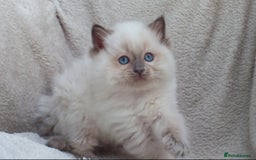 Ragdoll cats for sale: GCCF PET/ACTIVE KITTENS CHAMPION IMP BLOODLINES - Image 37