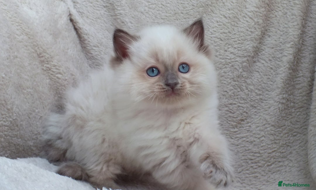 Ragdoll cats for sale: GCCF PET/ACTIVE KITTENS CHAMPION IMP BLOODLINES - Image 37
