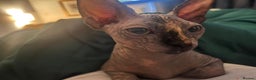 Sphynx cats for sale: 2 sphinx cats for sale  - Advert 1