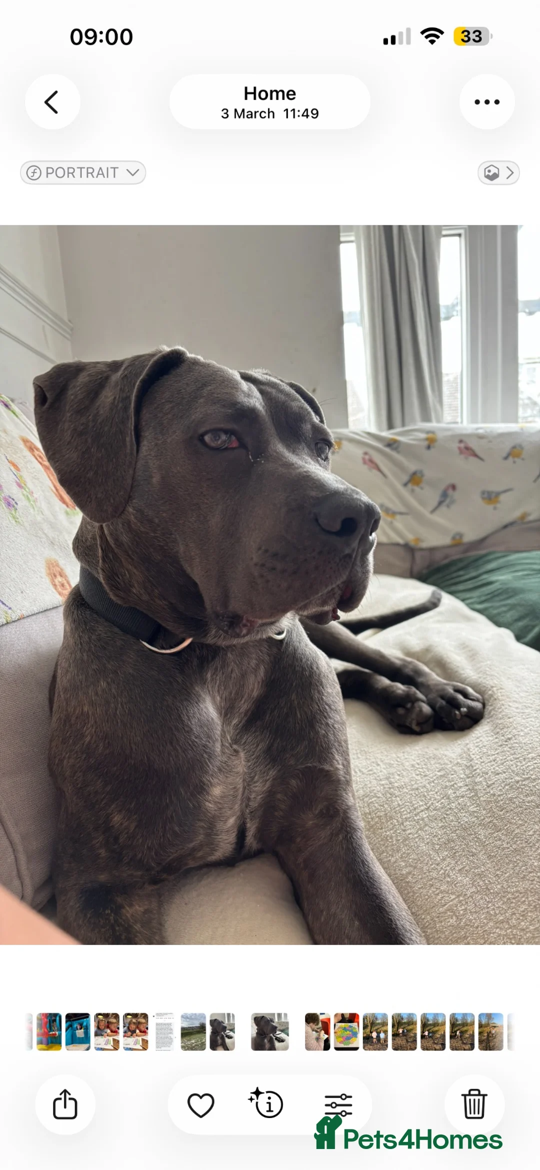 Cane Corso dogs for sale: 1 year old Cane Corso in Leighton Buzzard - Advert 4