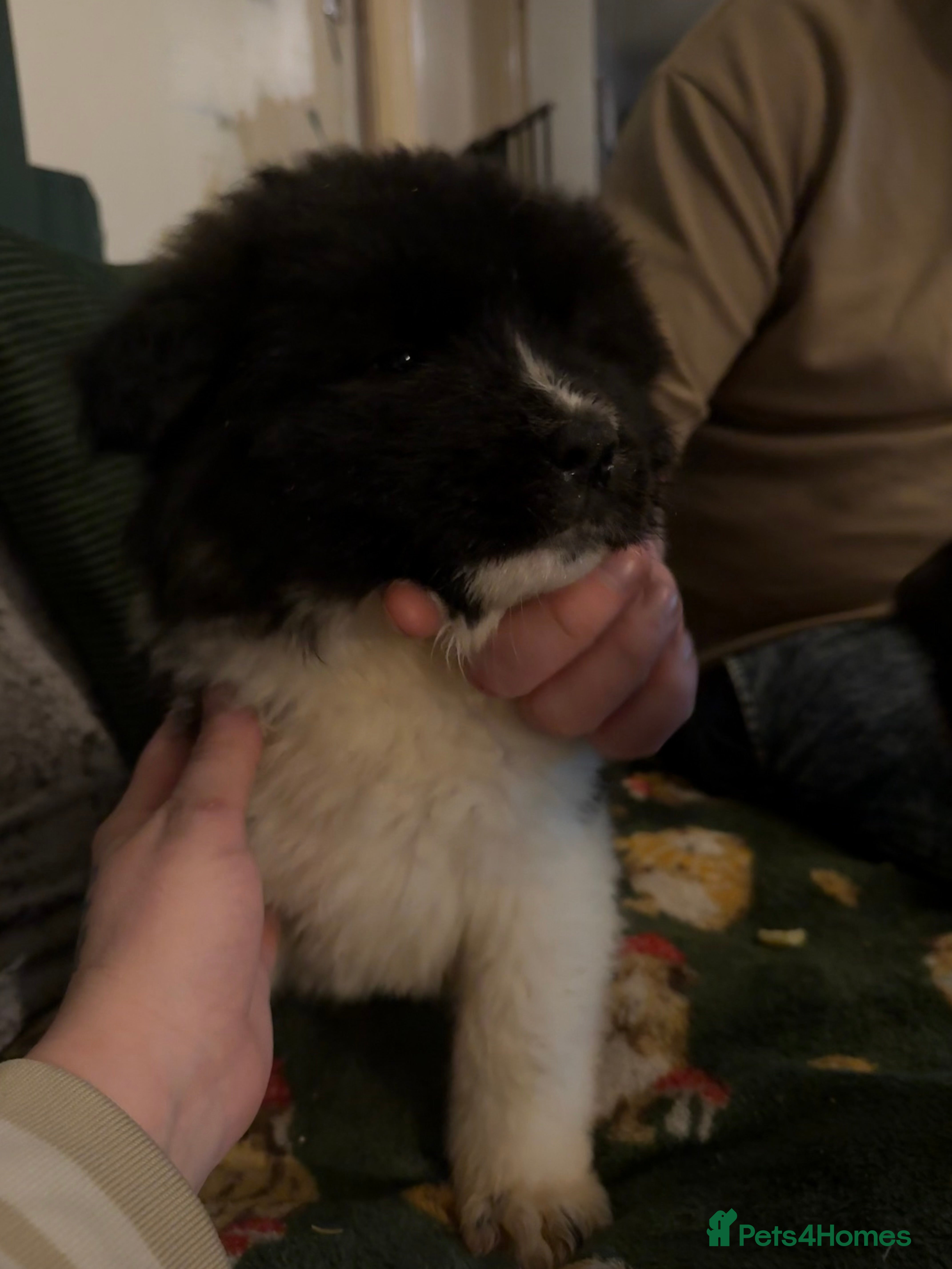 Akita dogs TWO BOYS & ONE GIRL LEFT   - Advert 9