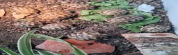 Hermann Tortoise reptiles for sale: Last 2, Hermann tortoises, UK bred. - Advert 8