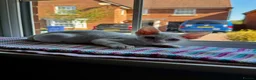 Devon Rex cats for sale: Stunning White Devon Rex Boy - Advert 9