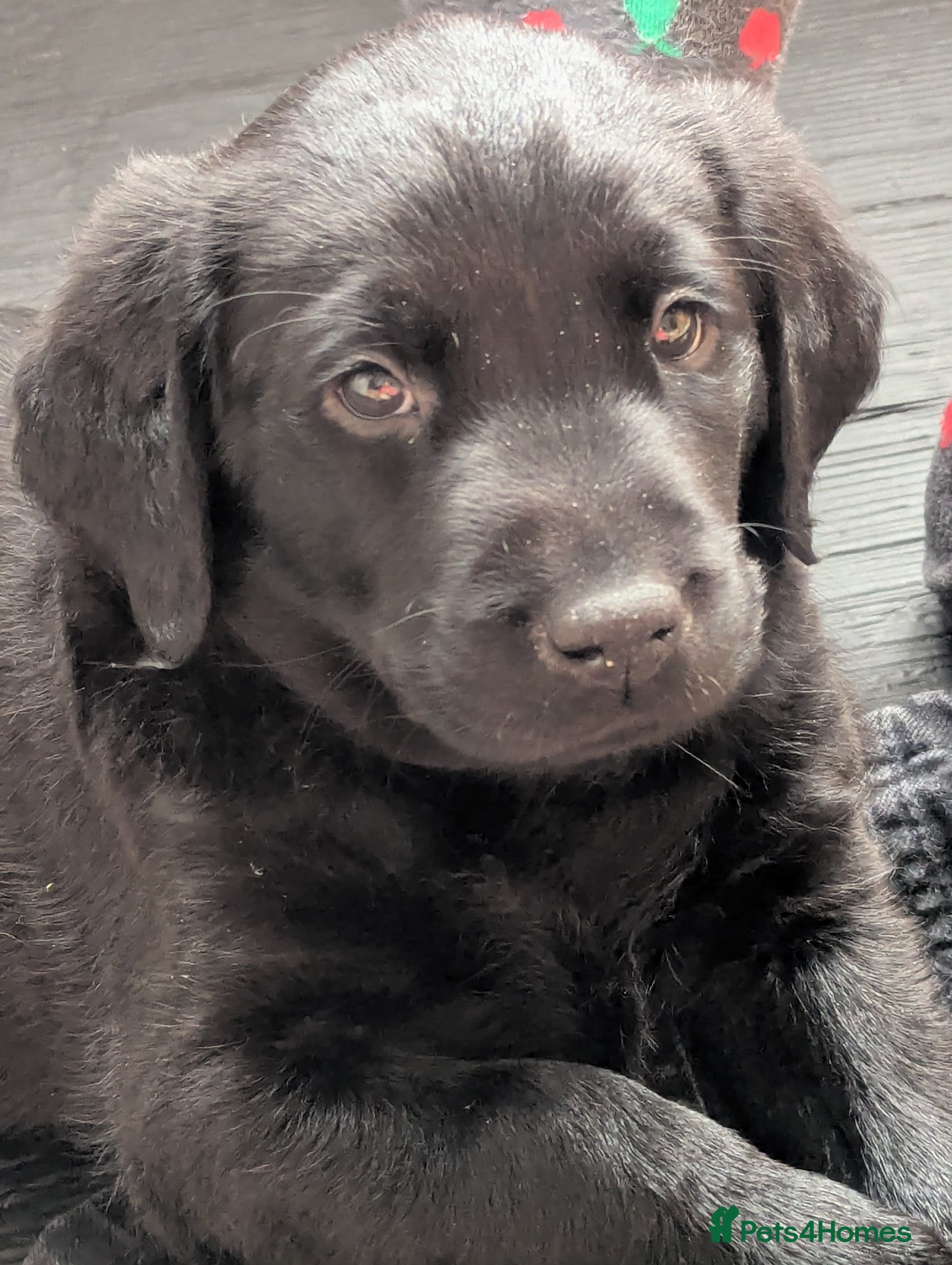 Labrador Retriever dogs Gorgeous Pedrigree Black Lab Pup *** 1 boy left*** - Advert 1