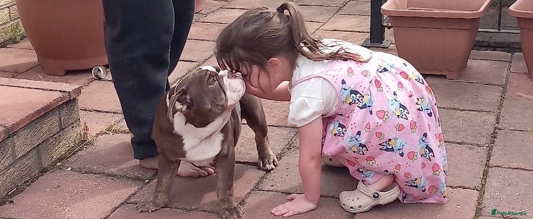 English Bulldog dogs for sale: Kc reg Chocolate bulldog for sale  - Image 4