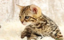 Bengal cats for sale: 🔥Absolute stunning Bengals for reservation🔥 - Image 21
