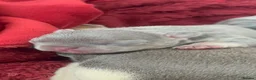 French Bulldog dogs for sale: Gorgeous French Bulldog Puppies - Ready Now⁠ - Advert 14