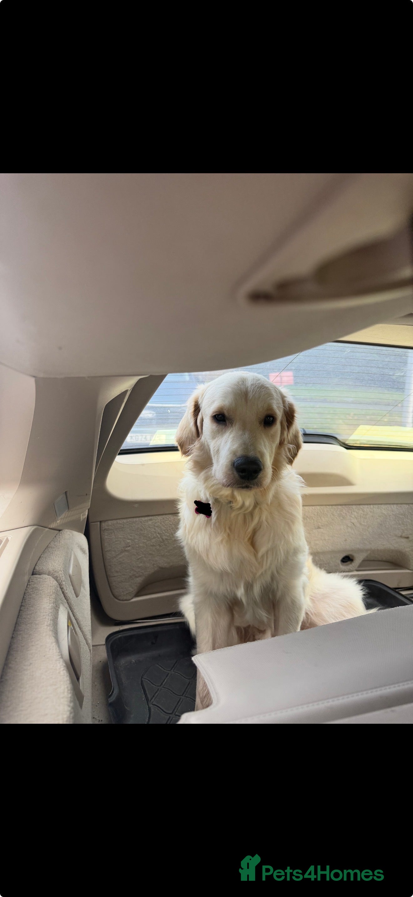 Golden Retriever dogs Golden retriever male 11 months old - Advert 14