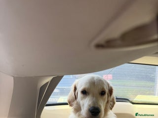 Golden Retriever dogs Golden retriever male 11 months old - Advert 2