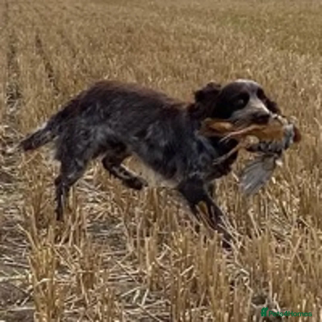 Cocker Spaniel dogs for stud: Working Cocker Gonio✅BVA eye tested✅ Hips/Elbows✅ in Pickering - Advert 10