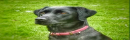 Labrador Retriever dogs for sale: 2 beautiful boys unreserved from first litter  - Advert 1
