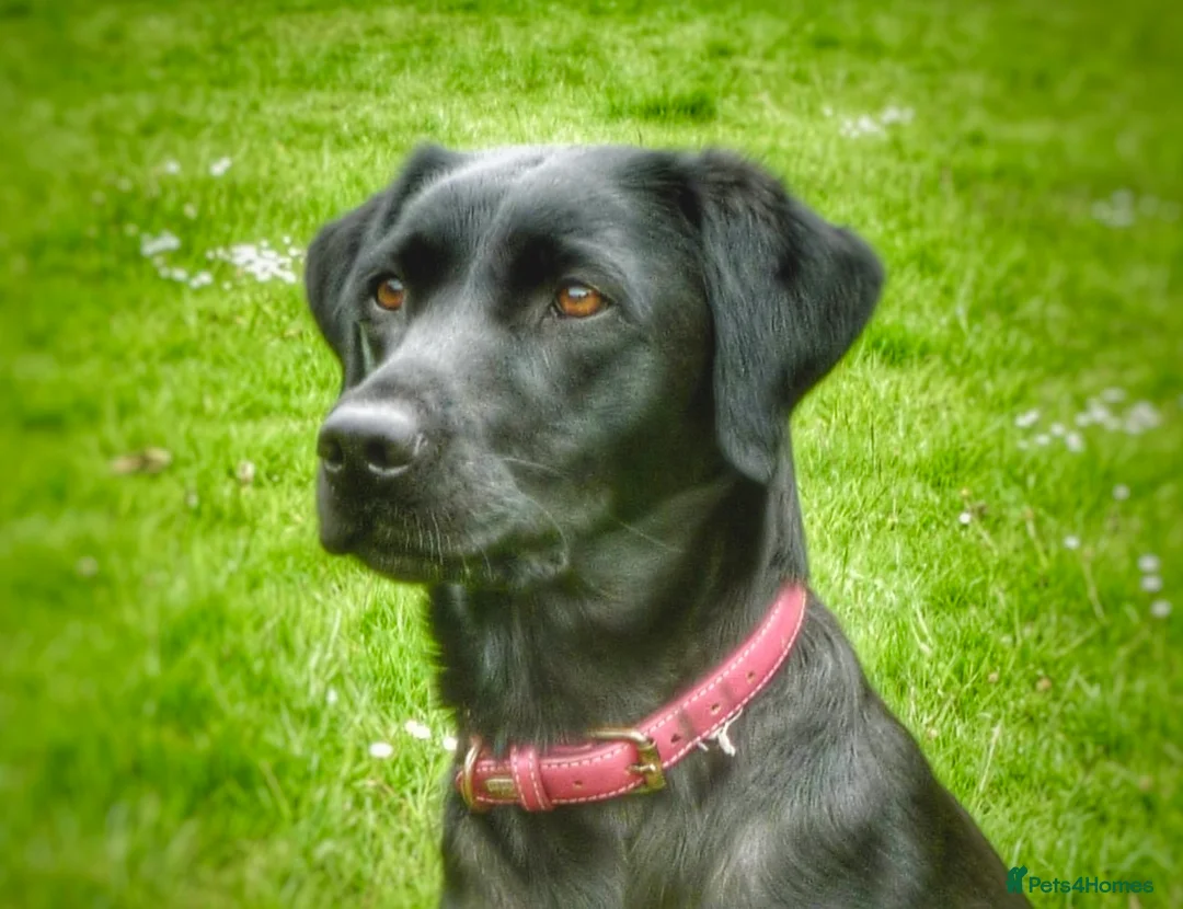 Labrador Retriever dogs for sale: 2 beautiful boys unreserved from first litter  - Advert 1
