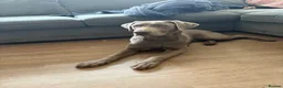 Labrador Retriever dogs for sale: Sliver Labrador.  - Advert 2